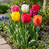 Tulipa Triumph gemengde kleuren | 7 bloembollen | 50 cm hoog