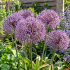 Allium Christophii | 3 bloembollen | 50 cm hoog