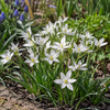 Ornithogalum umbellatum wit | Gewone vogelmelk | 10 bloembollen | 25 cm hoog