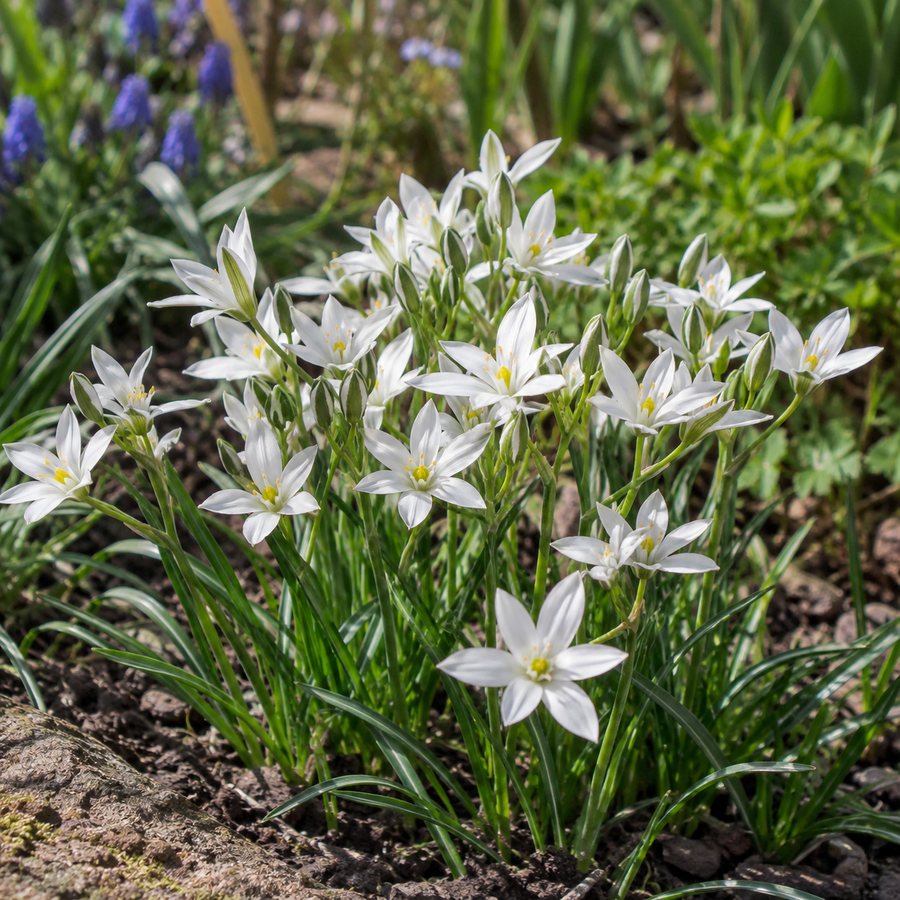 Ornithogalum umbellatum | Gewone vogelmelk | 10 witte voorjaarsbloembollen | Maximaal 25 cm hoog
