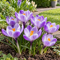 Crocus Large Flowering | Grootbloemige paars witte krokus | 10 bloembollen | Bloeihoogte ca. 10 cm