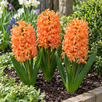 Hyacinthus orientalis Orange | Oranje hyacint | 3 bloembollen | 20 tot 30 cm hoog | Geurende voorjaarsbloeier
