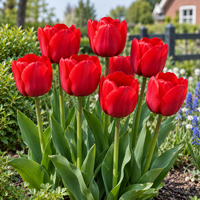 Tulipa Darwin Hybrid | Rode tulpen | 8 bloembollen | Maximaal 50 cm hoog | Voor tuin, balkon en terras