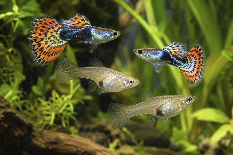 Guppy's verzorgen: aquarium, voeding, kweek en waterwaarden