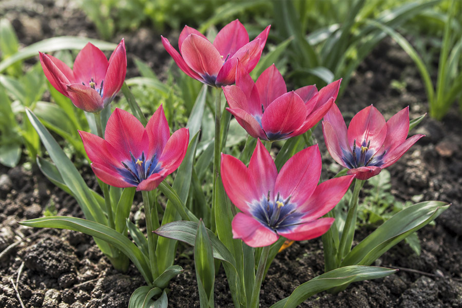 Tulipa Little Beauty in de spotlight | Nu extra voordelig