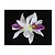 HAARBLOEM ORCHIDEE WIT/VIOLET