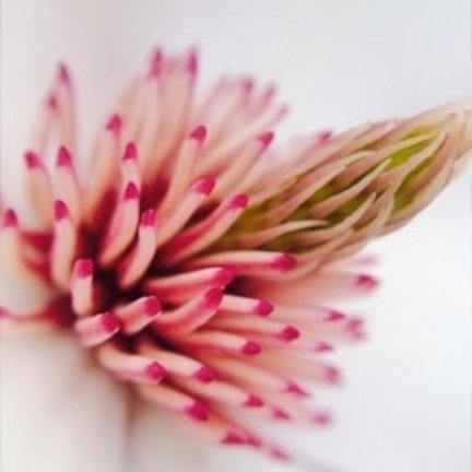 Macro lenzen