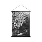 Zebra foto 43 x 59