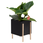 Botanic Pot zwart / essen