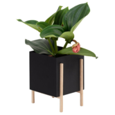 Design House Stockholm - Botanic Pot zwart / essen