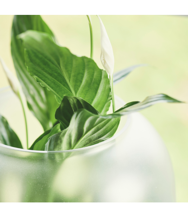 Gejst Gejst:Nebl Flowerpot