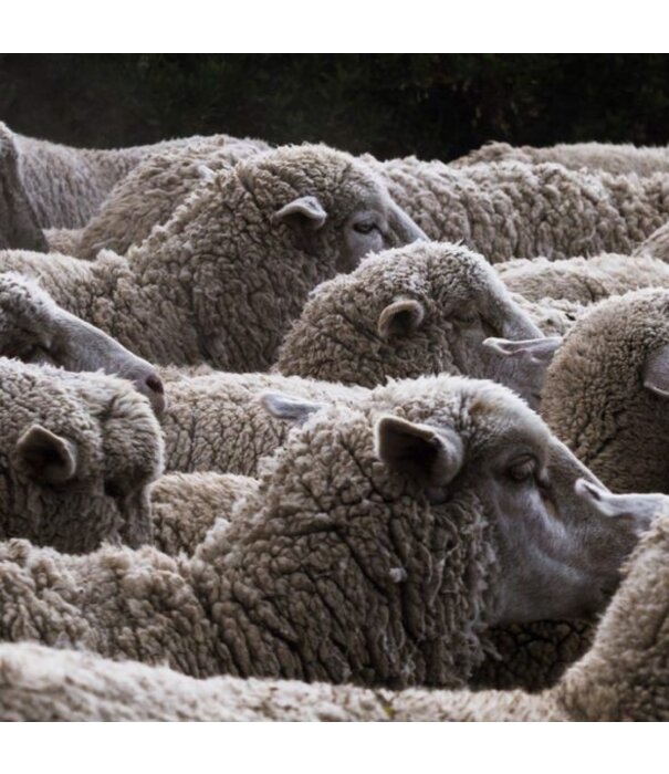 Massimo Copenhagen  Massimo Copenhagen Monte Handgeknoopt Vloerkleed naturel, merino wol