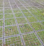Recycled pvc grid mat - 490 x 490 x 50 mm