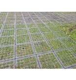 Kunststof roostermat - 490 x 490 x 50 mm