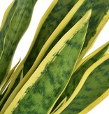 vidaXL Kunst sanseveria plant met pot 90 cm groen