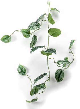 vidaXL Kunstplantslinger scindapsus pictus 120 cm