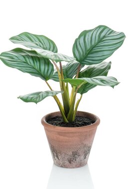 vidaXL Kunstplant in pot Terra calathea orbifolia 32 cm