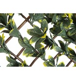 vidaXL Latwerk met California liguster groen en geel blad 90x180 cm