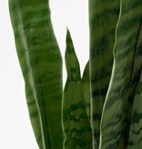 KantoormeubelenPlus Sanseveria Kunstplant in Bloempot - H80 x Ø15 cm - Groen