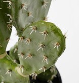 KantoormeubelenPlus Cactus Kunstplant in Bloempot - H50 x Ø25 cm - Groen
