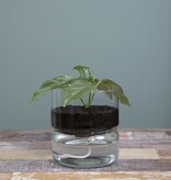 KantoormeubelenPlus Elements Bloempot met Bewateringssysteem - H22 x Ø19 cm - Glas