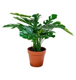 KantoormeubelenPlus Monstera