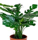 KantoormeubelenPlus Monstera