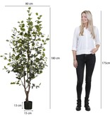 KantoormeubelenPlus Kunstplant Eucalyptusboom in Pot - H180 x Ø80 cm - Groen