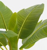 KantoormeubelenPlus Kunstplant Bananenboom in Pot - H155 x Ø90 cm - Groen