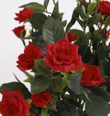 KantoormeubelenPlus Rozenstruik Kunstplant in Bloempot Stan - H33 x Ø25 cm - Rood