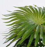KantoormeubelenPlus Palm Kunstplant in Bloempot Stan - H40 x Ø35 cm - Groen