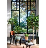 KantoormeubelenPlus Pachira Kunstplant - H80 x Ø60 cm - Groen