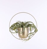 KantoormeubelenPlus Dexter Bloempot Wand - L34 x B14 x H34 cm - Goud