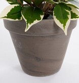 KantoormeubelenPlus Ficus Natasja Kunstplant in Bloempot Stan - H40 x Ø30 cm - Groen Bont