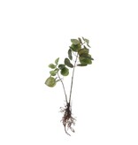 KantoormeubelenPlus Eucalyptus Kunstplant - L12 x B28 x H64 cm - Groen