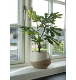 KantoormeubelenPlus Vijgenboom - Groen