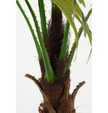 KantoormeubelenPlus Waaierpalm Kunstplant in Bloempot - H120 x Ø80 cm - Groen