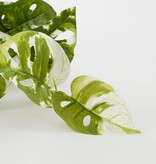 KantoormeubelenPlus Monstera Adansonii Kunst Hangplant - H53 cm - Groen Bont