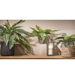 KantoormeubelenPlus Varen Kunstplant in Bloempot Stan - H38 x Ø50 cm - Groen