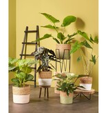 KantoormeubelenPlus Blom Plantenstandaard - L25 x B25 x H38 cm - Metaal - Zwart