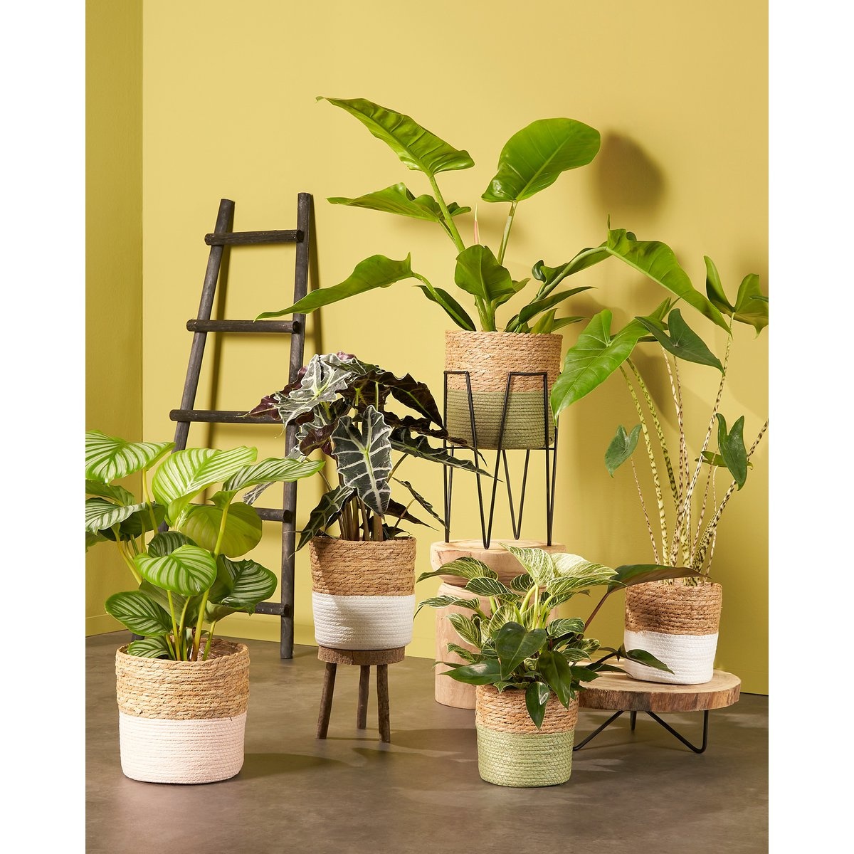 KantoormeubelenPlus Blom Plantenstandaard - L25 x B25 x H38 cm - Metaal - Zwart
