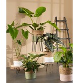 KantoormeubelenPlus Blom Plantenstandaard - L25 x B25 x H38 cm - Metaal - Zwart