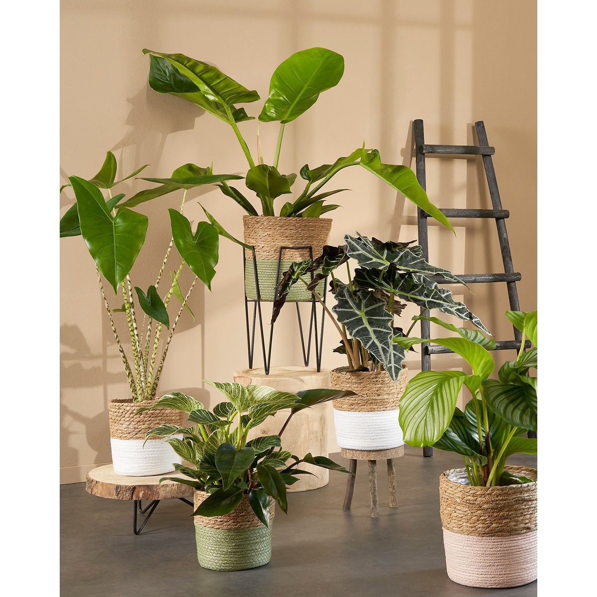 KantoormeubelenPlus Blom Plantenstandaard - L25 x B25 x H38 cm - Metaal - Zwart