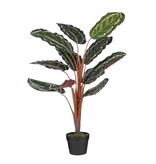 KantoormeubelenPlus Calathea Roseopicta Kunstplant - H90 x Ø60 cm - Groen