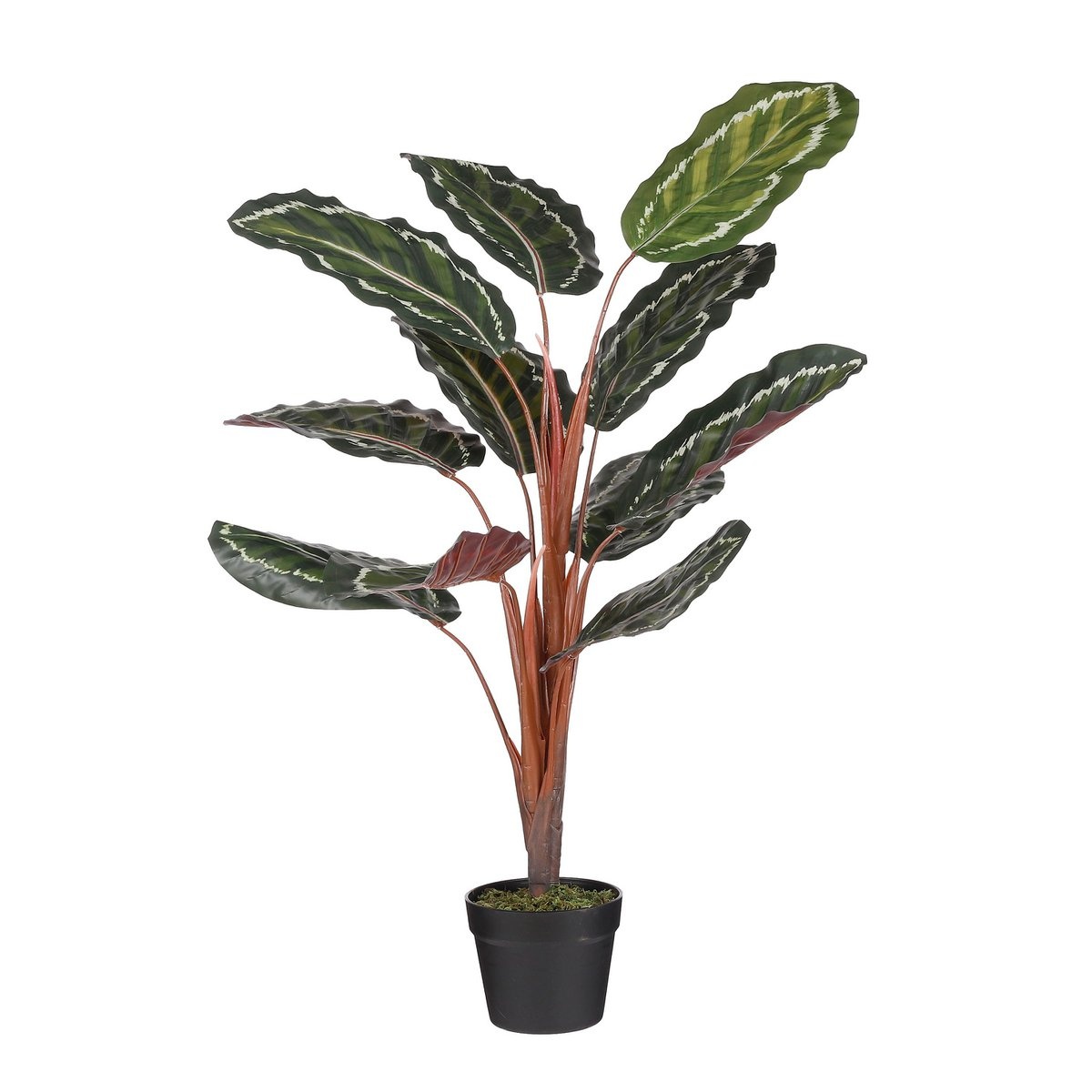KantoormeubelenPlus Calathea Roseopicta Kunstplant - H90 x Ø60 cm - Groen