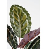 KantoormeubelenPlus Calathea Roseopicta Kunstplant - H90 x Ø60 cm - Groen