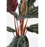 KantoormeubelenPlus Calathea Roseopicta Kunstplant - H90 x Ø60 cm - Groen
