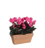 KantoormeubelenPlus Cyclaam Kunstplant in Balkonbak Slate - L29 x B13 x H33 cm - Roze