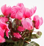 KantoormeubelenPlus Cyclaam Kunstplant in Balkonbak Slate - L29 x B13 x H33 cm - Roze