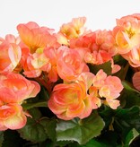 KantoormeubelenPlus Begonia Kunstplant in Balkonbak Slate - L29 x B13 x H25 cm - Zalmroze